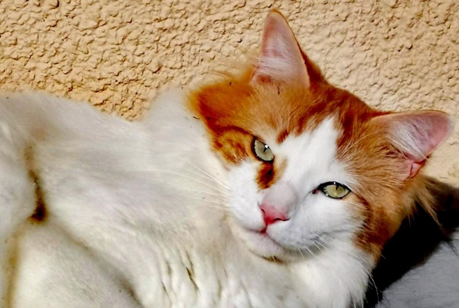 Disappearance alert Cat miscegenation  Male , 5 years Chaville France